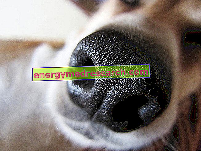 Šuo su šlapia nosimi: ką tai reiškia?