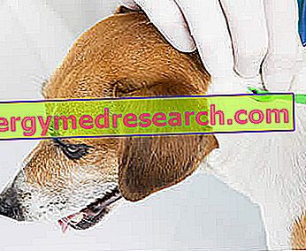 Lyme sjukdom hos hundar