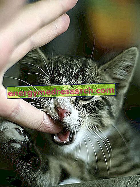 Hoiduge kassi hammustuste eest