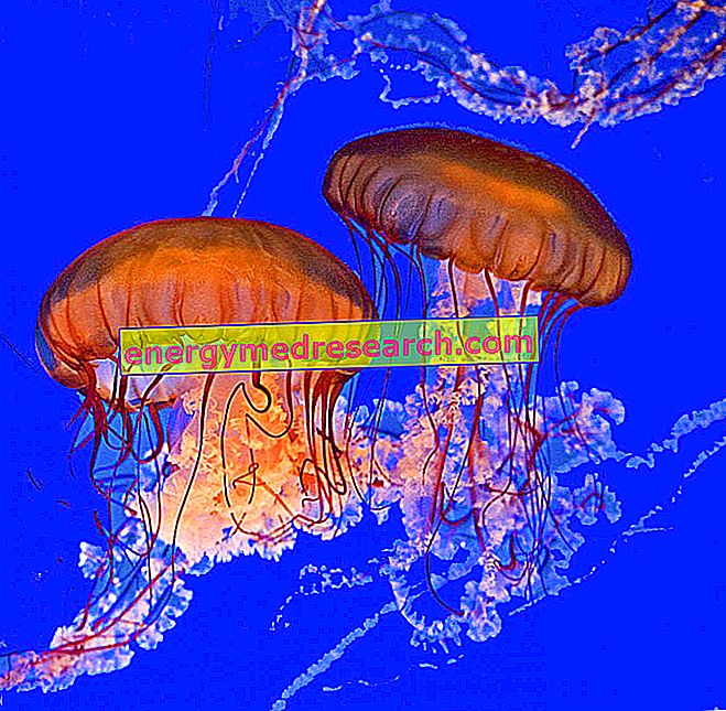 Čo robiť, ak ste bodnutí medúzy