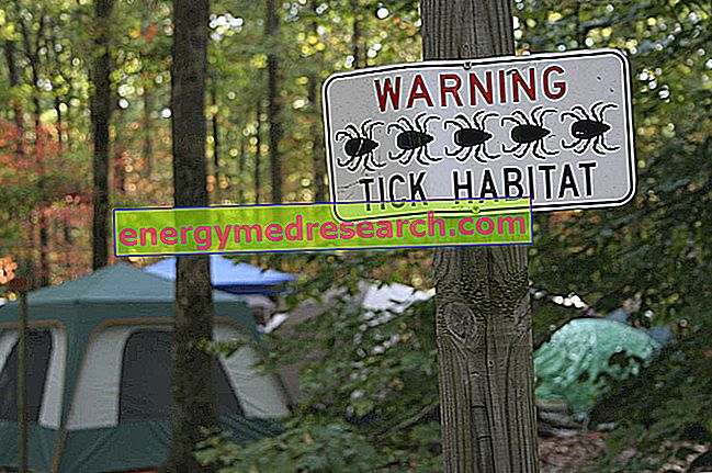 Ticks: what precautions can be taken?